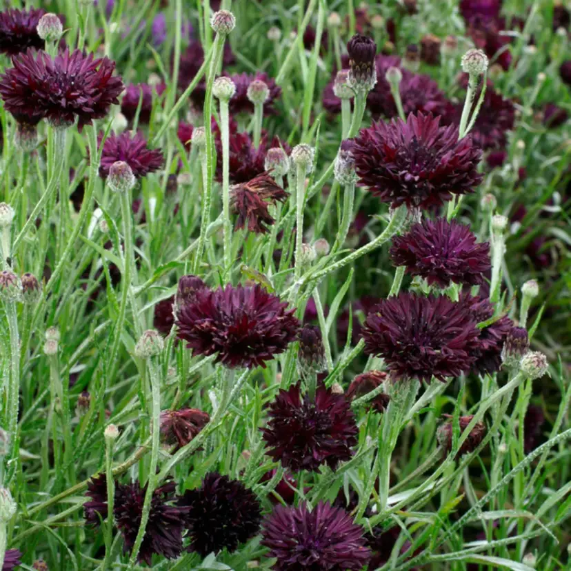 Black Cornflower seeds