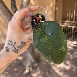 Hoya sp. Tanggamus (round leaves)