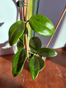 Hoya verticillata red spoon leaf [A]