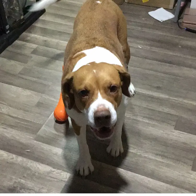 Jax’s Treat Jar!! Thanks !!