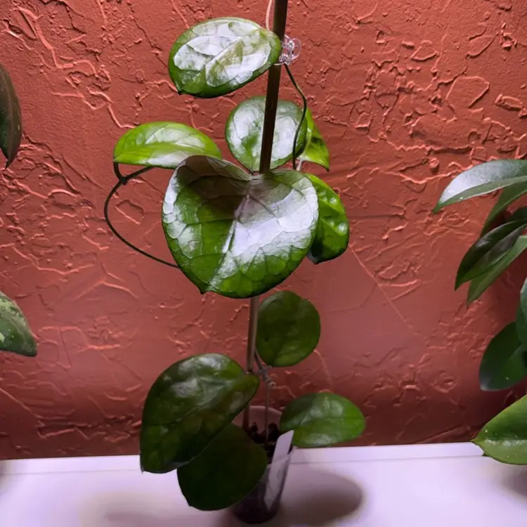 3031 Hoya ‘Ricardo’