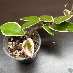 Carnosa Flamingo Dream