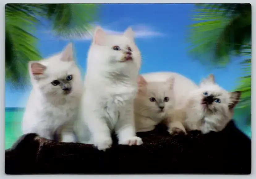 Postcard White Cats on Beach Towel 3D Lenticular Felis catus Kittens - 11915