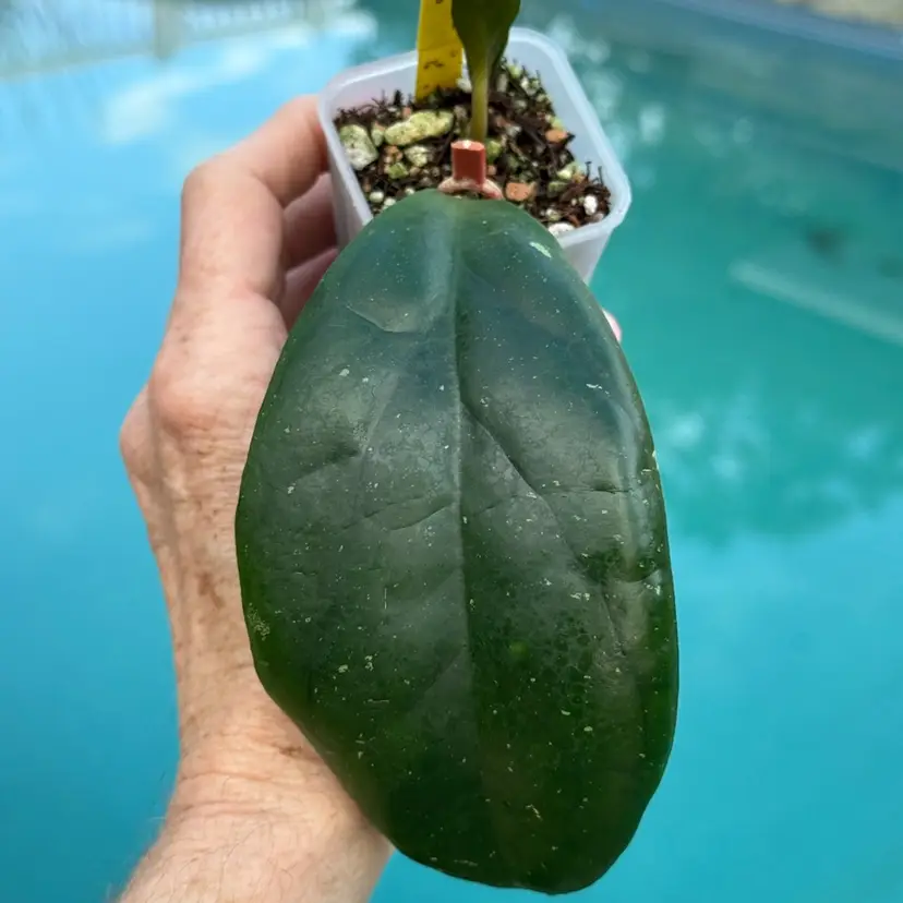 169 Hoya AH βMiloβ