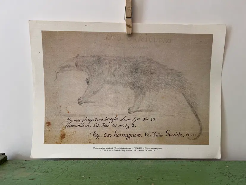 Mojarra Tropical Fish Print. 9.5" x 13.5" Silver Trout. Originally Painted by Artist Jose Cardero.