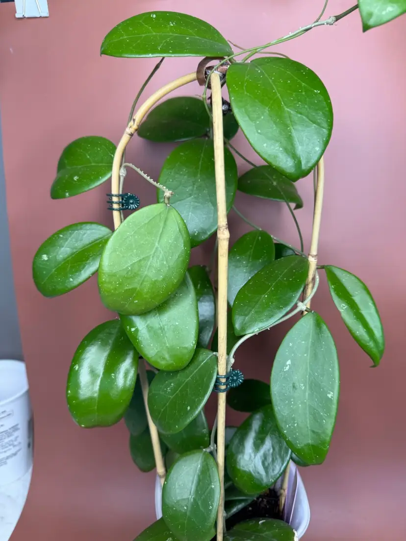 Verticillata LP4 x Stevo. RHM2339. 4 plants trellised in 5” self watering pot