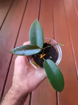 Hoya Onychoides DA-03