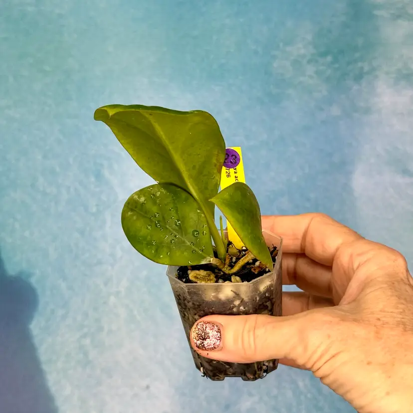 23 Hoya acuta