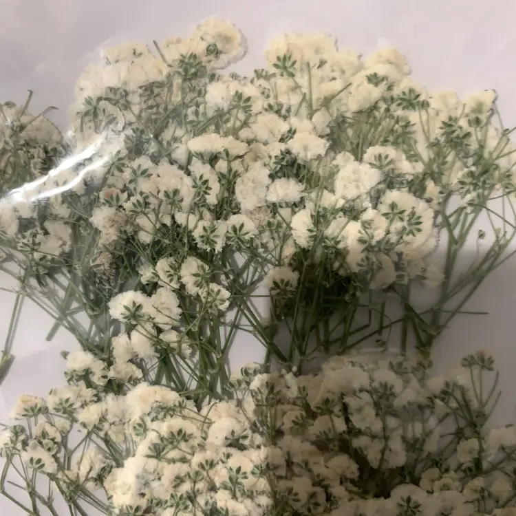Package of Dried Baby's Breath Flowers