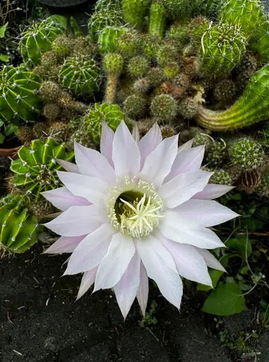 Sunday Morning On The Patio With Vintiquity