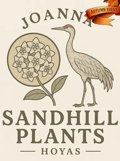 Hoya Rapid Fire 🔥 & RHM Seedling Release