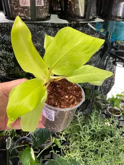 3934 Philodendron Golden Goddess