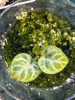 Anthurium Dorayaki Silver (True Round form)