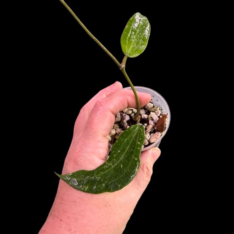 020-Hoya sp Maylasia