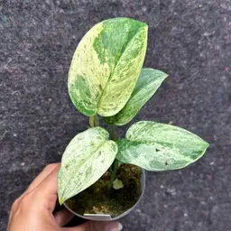 8759 Scindapsus jade marble queen