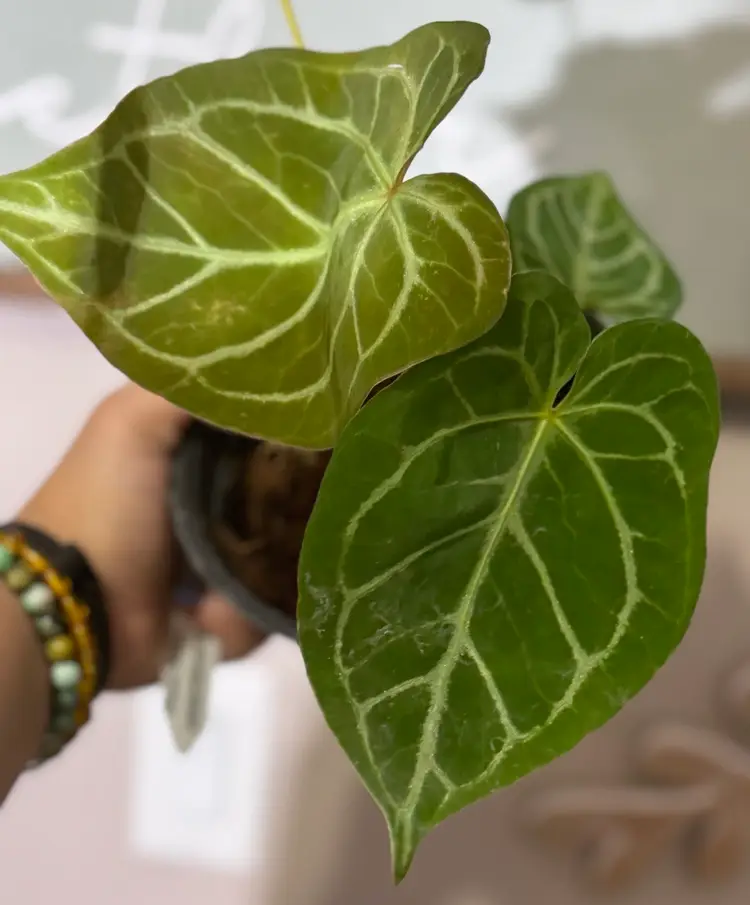 Anthurium Doriyaki Hybrid