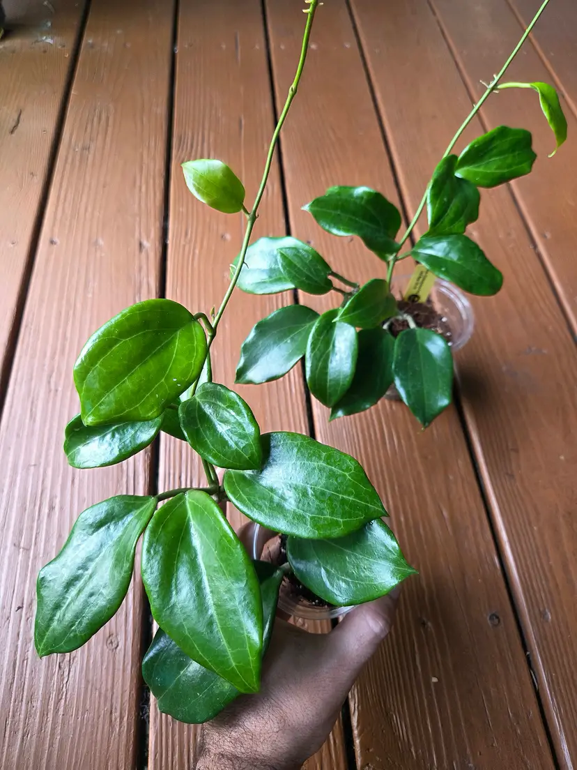Hoya quinquenervia red rpp 131-01