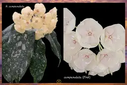 🦄Hoya campanulata (Pink)