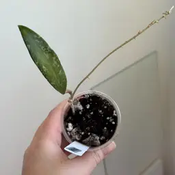 Hoya sp Loei Province