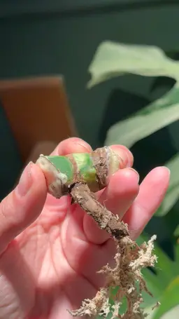 NOID JUNGLE MINT Monstera Node