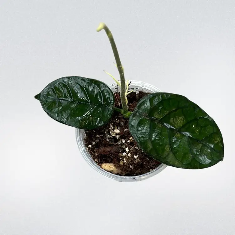 Hoya villosa Cao Dang