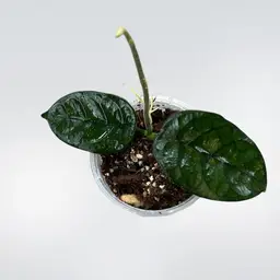 Hoya villosa Cao Dang