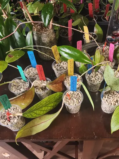 Grahama's Cutting Party