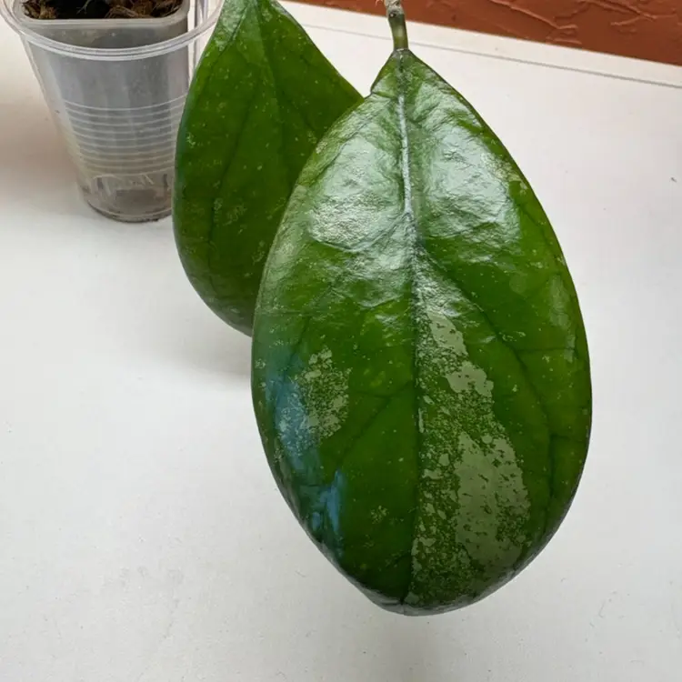 103 Hoya seedling selection by Ice Patcharawalai