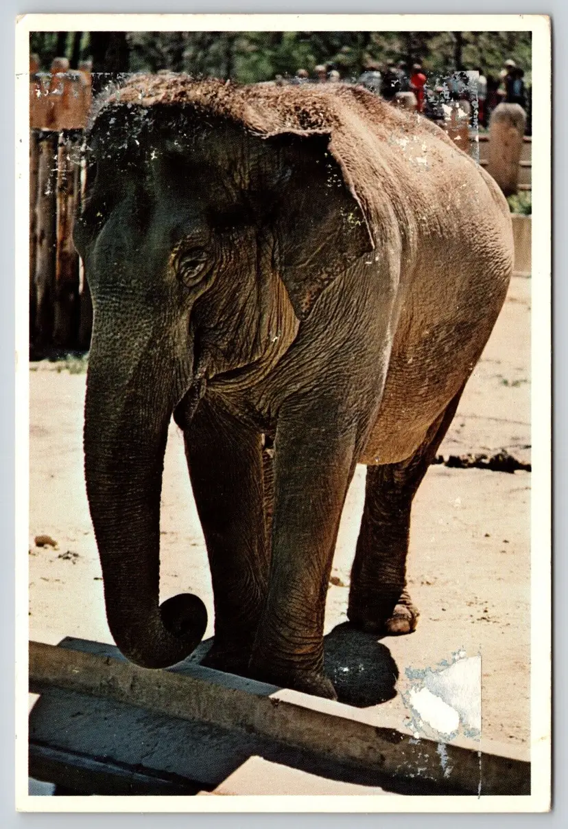 Postcard Elephant Washington National Zoo District of Columbia
