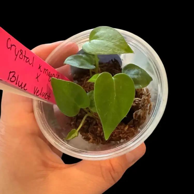 585 community pot Anthurium (Crystal x mag) x blue velvet seedlings