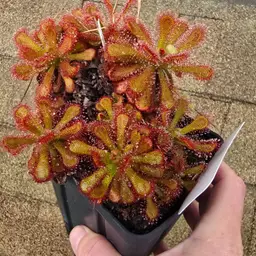 Drosera coccicaulis