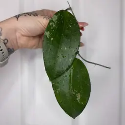 Hoya MB ‘Pink Pomelo’