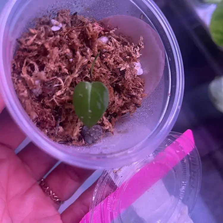 Blue Fish (Pap/Port) X Open Seedling