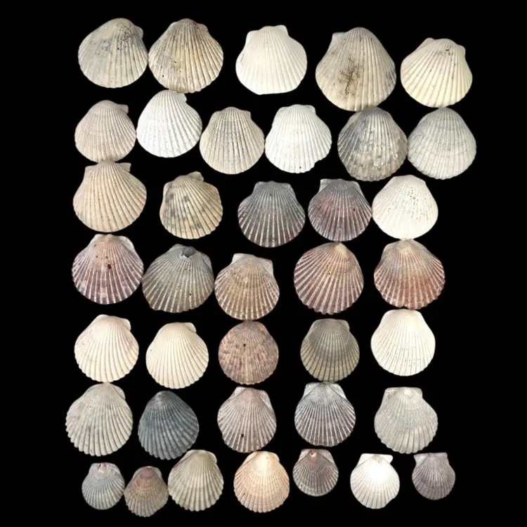 Lot of 38 Florida Cockle Sea Shells. Multiple Sizes. Ethically Collected. Beautiful Coastal Nautical Marine Decor.