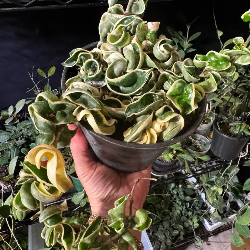 6” Variegated Compacta Rope