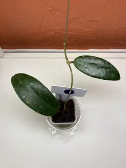 177 Hoya Nakornrachasrima