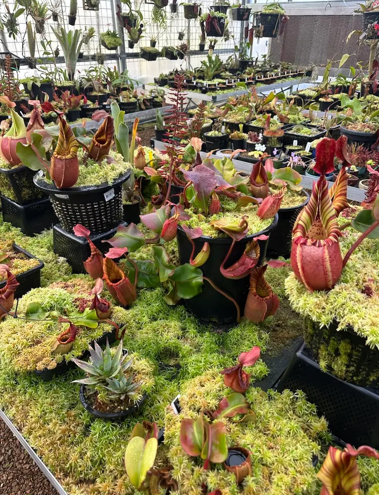 Plant Auction and Nepenthes Chat!