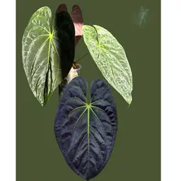 (Dark phoenix x Goliath) self seeds (pack of 2)