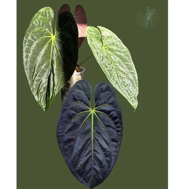 (Dark phoenix x Goliath) self seeds (pack of 2)