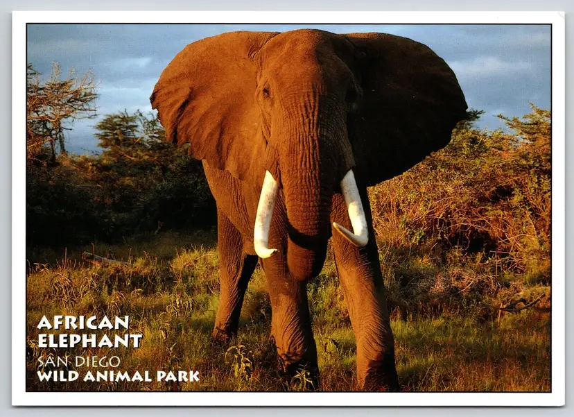 Postcard African Elephant San Diego Wild Animal Park CA Loxodonta africana