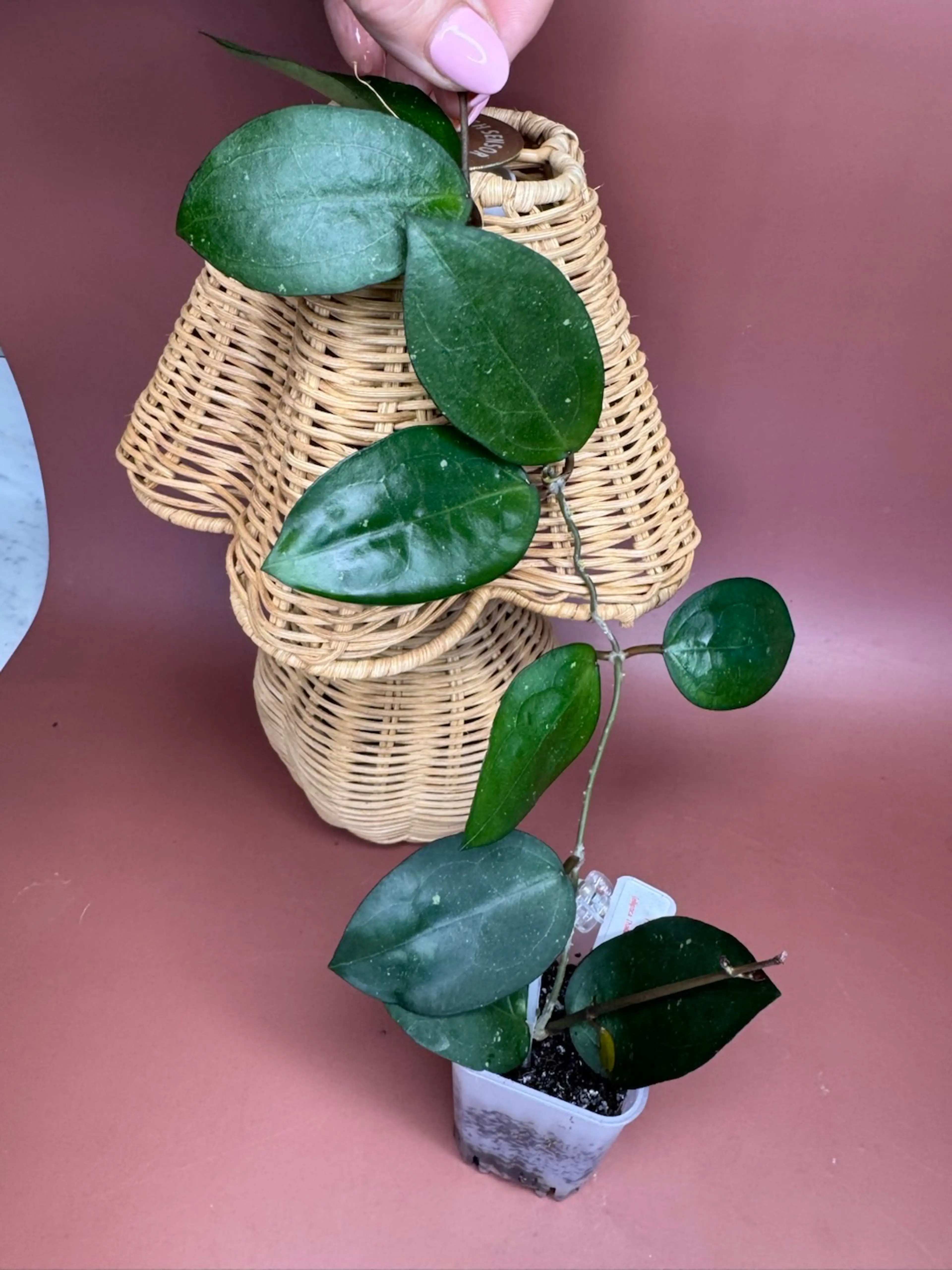 Image 2 of 2