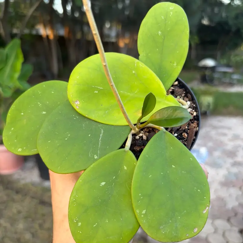 Hoya Obovata