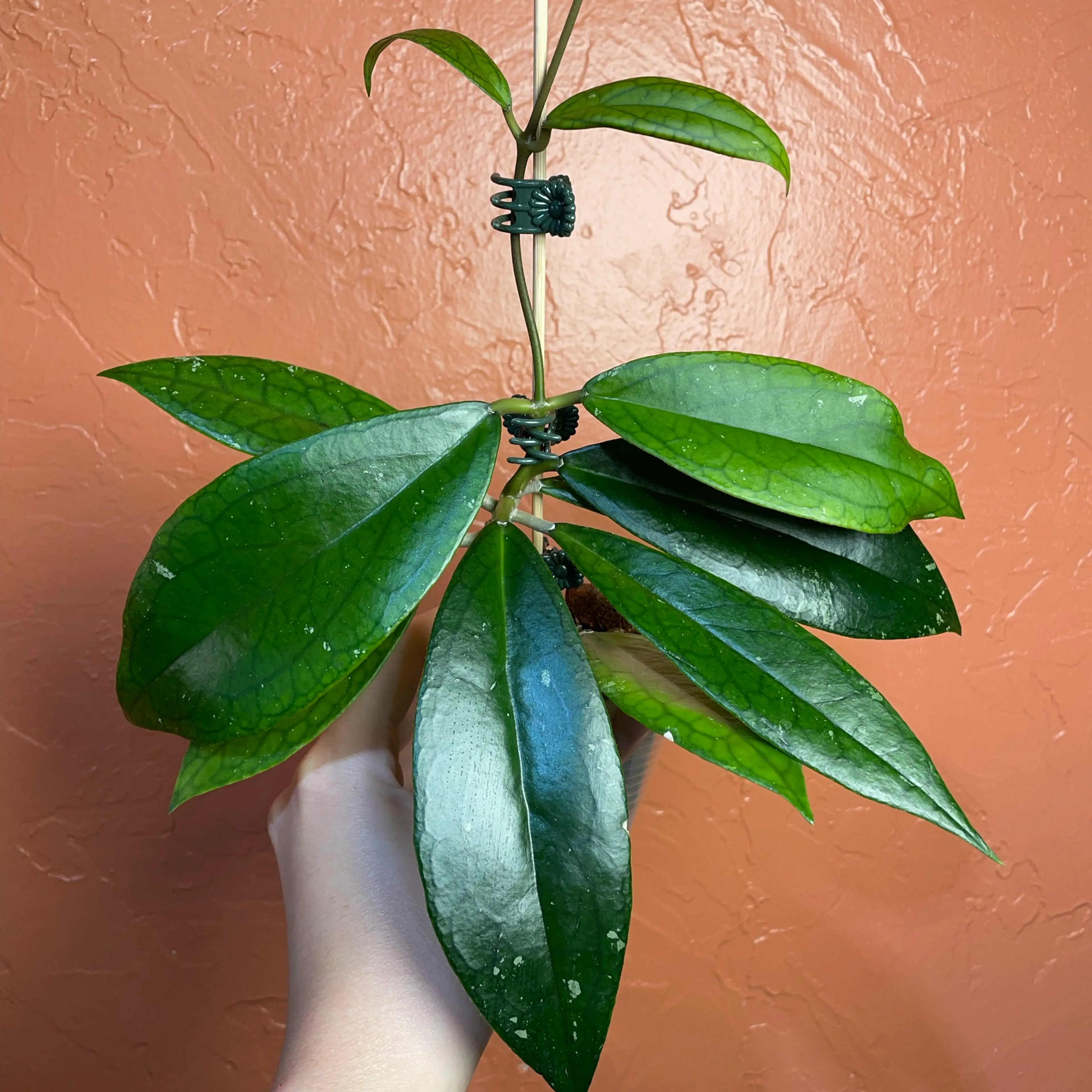 Image 2 of 2