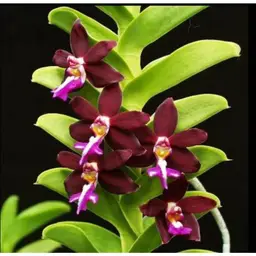 Trichoglottis brachiata