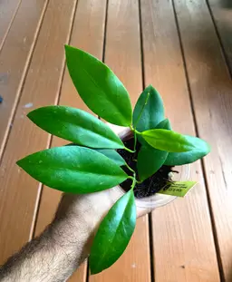 Hoya BL601 (peninsularis x valmayoriana) X david cummingii