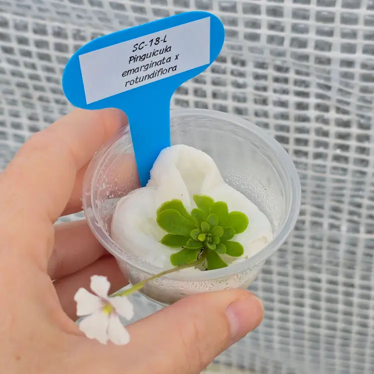 SC-18-L Pinguicula emarginata x rotundiflora