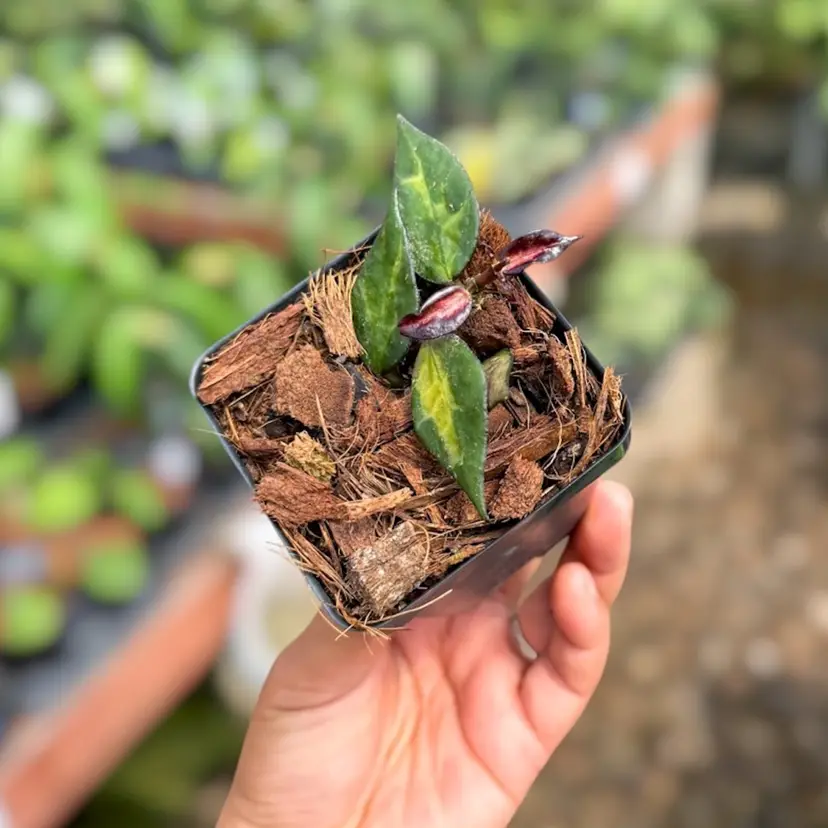 PS0141 - Hoya lacunosa ‘Bloody Hell’ (UPT014)