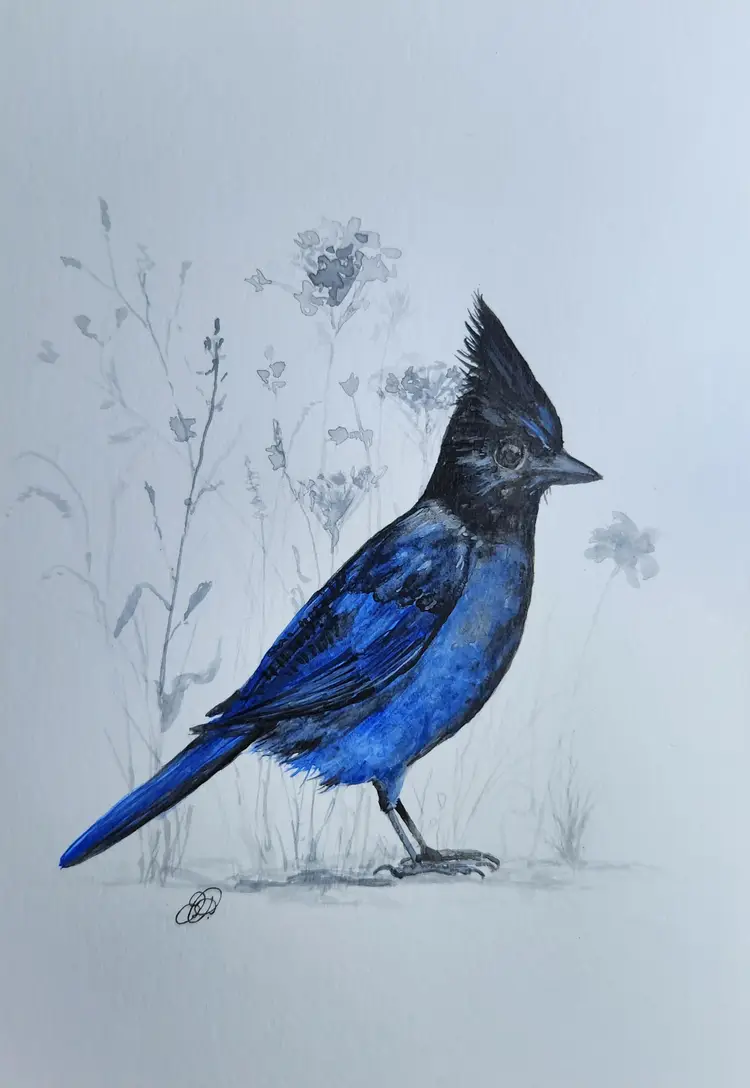 Stellar's Jay Original Watercolor Painting Signed By The Artist 5x7 Free Shipping