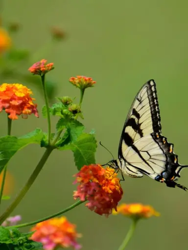 Vintage Variety 🎉