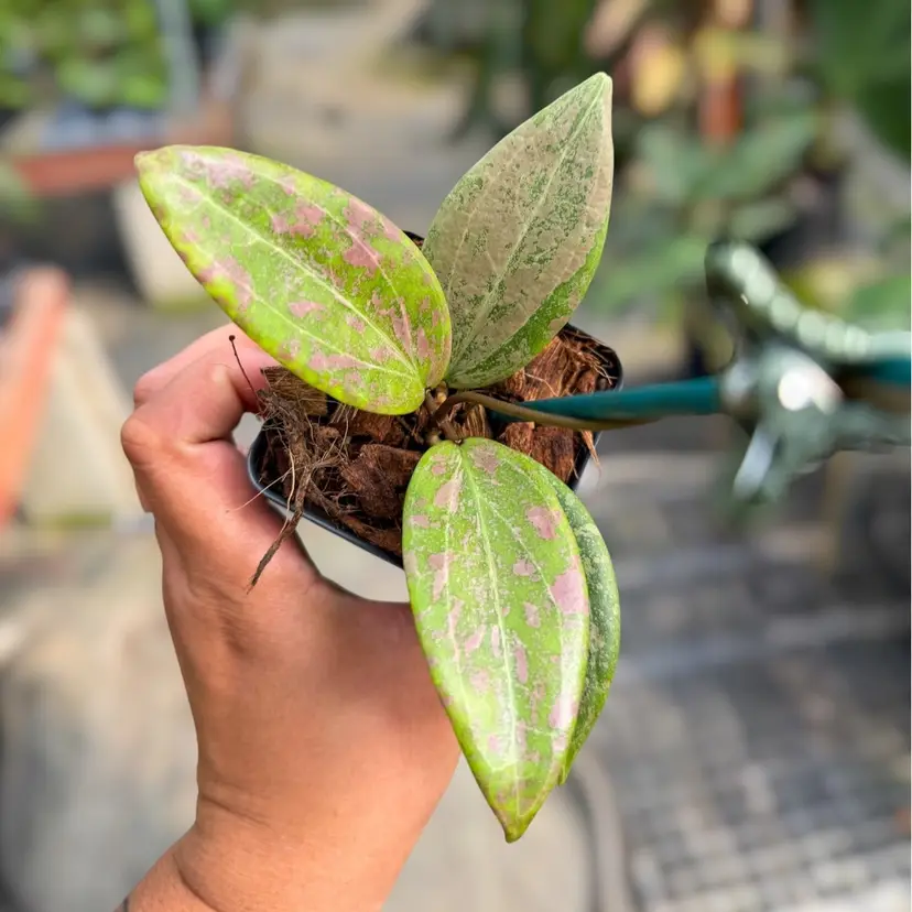 G-PS0246 - Hoya ‘Strawberry Matcha’ (low silver)